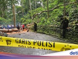 Kecelakaan Monkey Forest Ubud Disorot Media Foreign: Mengerikan!