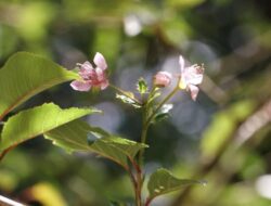 Toyota Indonesia Tebar 60 Pohon Sakura Di Tawangmangu
