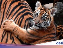 Kebun Binatang Bukittinggi Punya Penghuni Terbaru, Bayi Harimau Sumatera