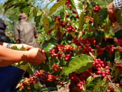 Indonesia Terus Perkuat Posisi Ke Pasar Minuman Dunia