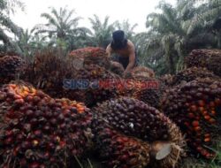Penyitaan Lahan Sawit, Pengacara Kalteng Kirim Surat Di Pemimpin Negara Prabowo