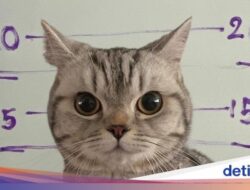 Foto: Detik-detik Kucing Gemas Dipenjarakan Polisi Thailand