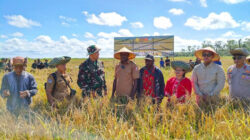 Panen Perdana, Sawah Wanam Buka Jalan Swasembada Ketahanan Pangan Untuk Papua