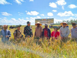 Panen Perdana, Sawah Wanam Buka Jalan Swasembada Ketahanan Pangan Untuk Papua