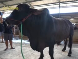 Berapa Harga Sapi Kurban Sonny Septian Hadiah Bersama Raffi Ahmad?