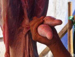 Penampakan Torpedo Kambing, Diyakini Bisa Dongkrak Vitalitas Pria