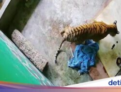 Sedih, Harimau Sumatera Ke Jambi Mati Terjerat Sling Baja