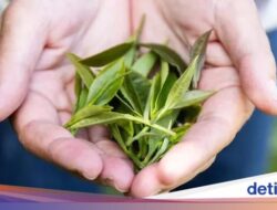 Keren! Ilmuwan Uji Coba Tanam Teh Ke Luar Angkasa