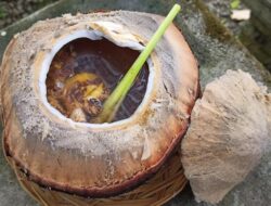 Ini Khasiat Kelapa Bakar Sebagai Tubuh, Tak Banyak yang Tahu