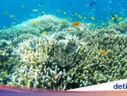 Sinyal ‘SOS’ dan Tanda Bahaya Di Great Barrier Reef Australia!