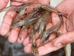 AS Temukan Paparan Radioaktif Ke Udang Asal Indonesia, Mendag Buka Suara