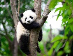 10 Hewan Paling Malas Di Dunia, Hidup hanya Sebagai Tidur dan Makan