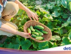 Mantan Perwira Banting Setir Bersama Sebab Itu Petani, Panen 400 Kg Timun Per Hari