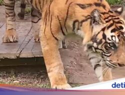 Geger Kemunculan Harimau Hingga Gayo Lues, BKSDA Aceh Turun Tangan
