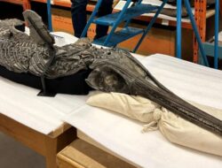 Inilah Dinosaurus Berjuluk Pedang Naga, Monster Apakah Itu?