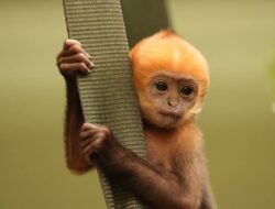 Hewan Lebih Menderita seperti Manusia Akibat Degradasi Lingkungan