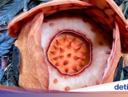 Perjalanan Menemukan Rafflesia Hasseltii, Mendaki Gunung, Melewati Air Terjun