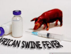 Cegah Demam Babi Afrika, Pemerintah Gencarkan Biosekuriti CABI