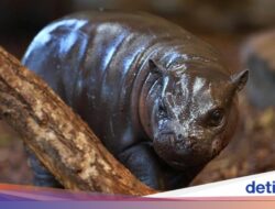 Anak Kuda Nil Kerdil Curi Perhatian Hingga Kebun Binatang Duisburg