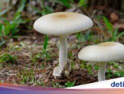 Bikin Geger! 7 Orang Ini Tumbang Sesudah Santap Jamur Liar