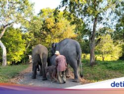 Kawal, Wacana Kemenhut Bangun Koridor Gajah Ke Bentang Seblat
