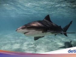 Tragis, Bocah Meninggal Diserang Hiu Di Pantai Populer Australia