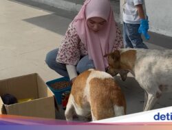 Wanita Muslim Beri Makan Anjing Liar, Tak Gentar Walau Banyak Dihujat