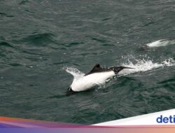 Momen Berharga Turis Bertemu Spesies Lumba-lumba Langka Hingga Alamnya