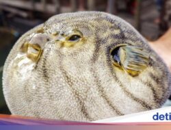 Auto Melongo! 5 Minuman Ini Harganya Lebih Mahal Di UMP Yogyakarta