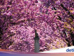 Kota Bonn Dari Sebab Itu Negeri Sakura, Pink Di Mana-mana