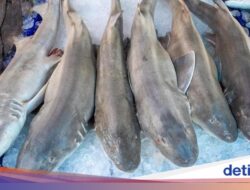 5 Fakta Praktik Konsumsi Sirip Hiu yang Kontroversial, Mahal Tapi Ilegal?
