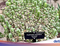 Bukan Cabai! Ini Tanaman Bersama ‘Kepedasan’ Paling Gila Ke Dunia