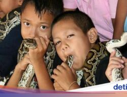 Desa Ular Kobra Hingga Thailand