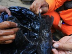 Pernah Makan Siomay Ikan Sapu-sapu? Begini Caranya ‘Detoks’ Tubuh