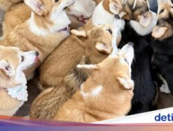 Gemas! Kafe Ke Bangkok Ini Dihuni 30 Anjing Corgi Imut