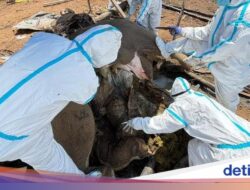 Pilu, 2 Harimau Sumatra Ditemukan Mati Misterius