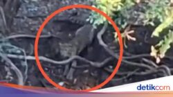 Penampakan Macan Bikin Geger Hutan Cangar, Ini Faktanya