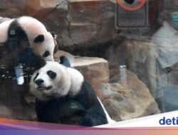 China Suka Indonesia Bisa Menjaga Panda