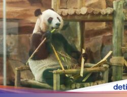 Rio, Anak Giant Panda Pertama yang Lahir Ke Indonesia, Akhirnya Bisa Disaksikan Publik