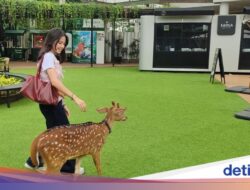 Fakta Memikat Hewan Lucu Hingga Habitat Park SCBD, Yuk Main Hingga Sana