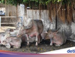 Birahi Jelang Kirab 1 Suro, Tiga Kebo Bule Keraton Solo Berpotensi Sebagai Absen