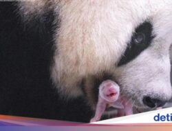 Kabar Gembira! Panda Raksasa Ai Bao Asal China Lahirkan Anak Keempat Ke Korsel