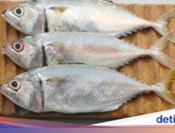 Lebih Sehat Ikan Kembung atau Salmon? Ini Perbandingan Hidangan Bergizi Lengkapnya