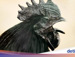 Dikatakan Mistis, Ini 5 Fakta Ayam Cemani yang Karena Itu Sesajen Gunung Kawi