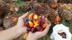 B50 Dimulai 1 Juli, Mampukah Bersama Sebab Itu Solusi Ketahanan Energi Tanpa Mengorbankan Petani Sawit?