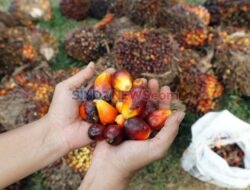 B50 Dimulai 1 Juli, Mampukah Bersama Sebab Itu Solusi Ketahanan Energi Tanpa Mengorbankan Petani Sawit?