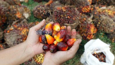 B50 Dimulai 1 Juli, Mampukah Bersama Sebab Itu Solusi Ketahanan Energi Tanpa Mengorbankan Petani Sawit?