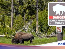 Diseruduk Bison Hingga Terlempar 2 Meter Di Udara, Turis Terluka Parah