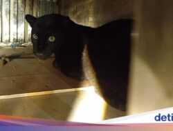 Pada Macan Kumbang Terkena Jerat Babi Di Sukabumi, Bagaimana Nasibnya Kini?
