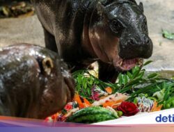 Gemas, Unjuk Rasa Kuda Nil Moo Deng Prediksi Kejuaraan Semifinal Trophy Dunia 2026